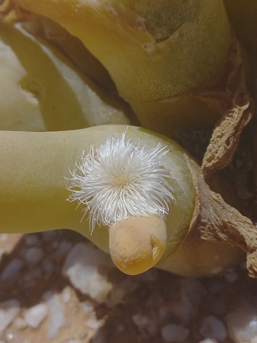 Mesembryanthemum digitatum Aiton