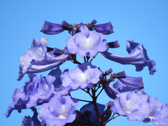 Jacaranda brasiliana