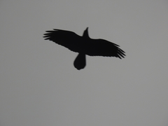 Corvus corax