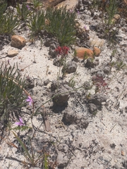 Codonorhiza micrantha