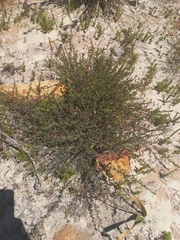 Indigofera dillwynioides