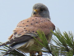 Falco tinnunculus tinnunculus