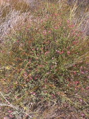 Indigofera dillwynioides