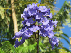 Jacaranda brasiliana