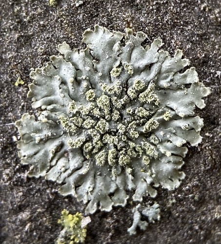 Grainy Shadow-crust Lichen