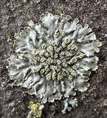 Grainy Shadow-crust Lichen