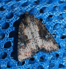 Mesapamea fractilinea