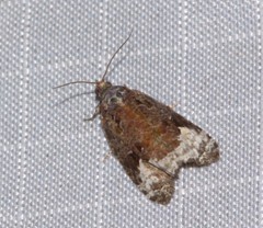 Apotomis capreana