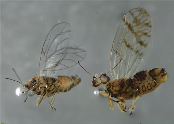 Casuarinicola