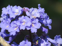 Jacaranda brasiliana
