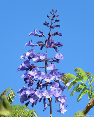Jacaranda brasiliana