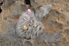 Mammillaria albicoma