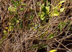 Cyanistes teneriffae teneriffae