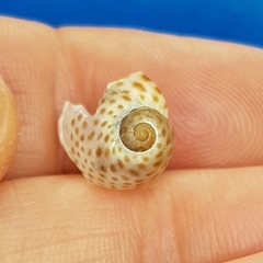 Naticarius stercusmuscarum