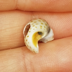 Naticarius stercusmuscarum