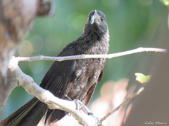 Crotophaga ani