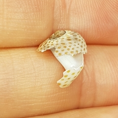 Naticarius stercusmuscarum