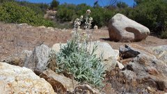 Pseudognaphalium canescens