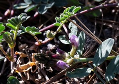 Astragalus cobrensis
