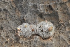 Mammillaria albicoma