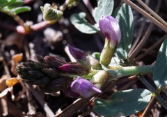 Astragalus cobrensis