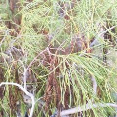 Plocama pendula
