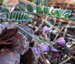 Astragalus cobrensis