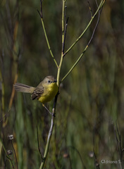 Pseudocolopteryx dinelliana