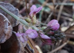 Astragalus cobrensis