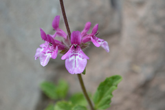 Stachys philippiana