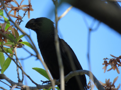 Crotophaga ani