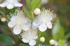 Myrcianthes fragrans