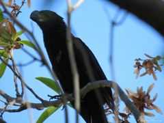 Crotophaga ani