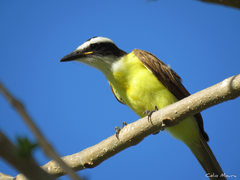 Pitangus sulphuratus