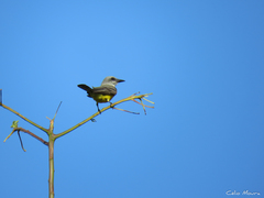 Tyrannus melancholicus