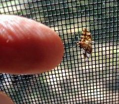 Anageshna primordialis