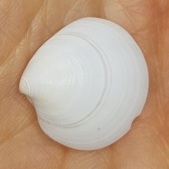 Dosinia lupinus