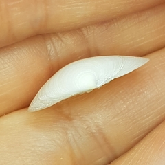 Dosinia lupinus