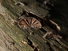 Resupinatus trichotis