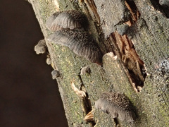 Resupinatus trichotis