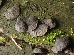 Resupinatus trichotis