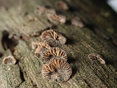 Resupinatus trichotis