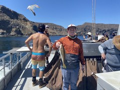 Caulolatilus princeps