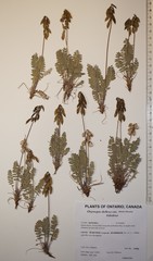 Oxytropis deflexa foliolosa