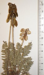 Oxytropis deflexa foliolosa