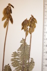Oxytropis deflexa foliolosa