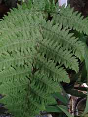 Macrothelypteris