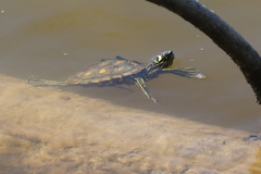 Graptemys flavimaculata