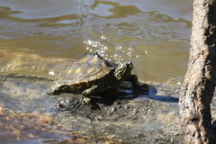 Graptemys flavimaculata