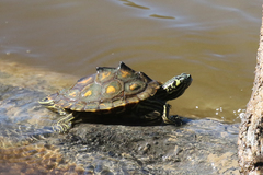 Graptemys flavimaculata